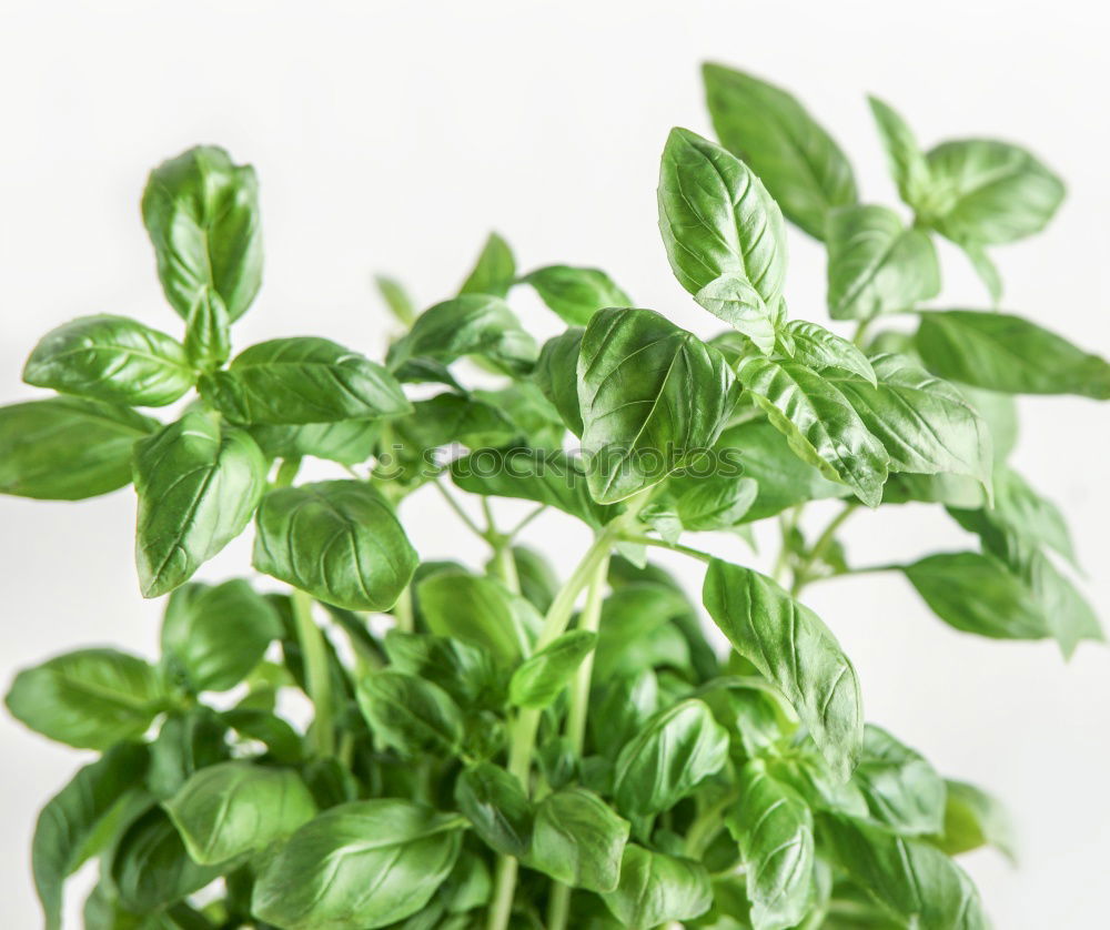 Similar – Image, Stock Photo basil Food