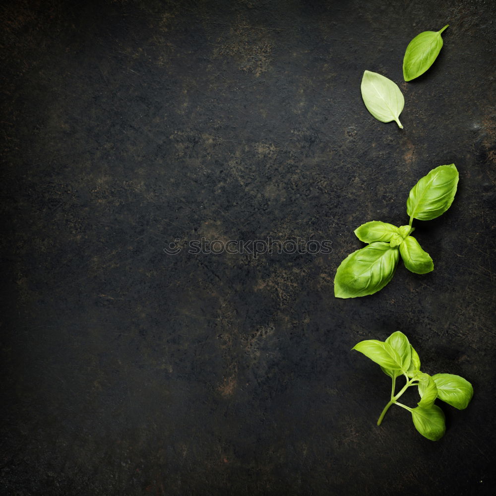 Similar – Image, Stock Photo Kale leaf Food Vegetable