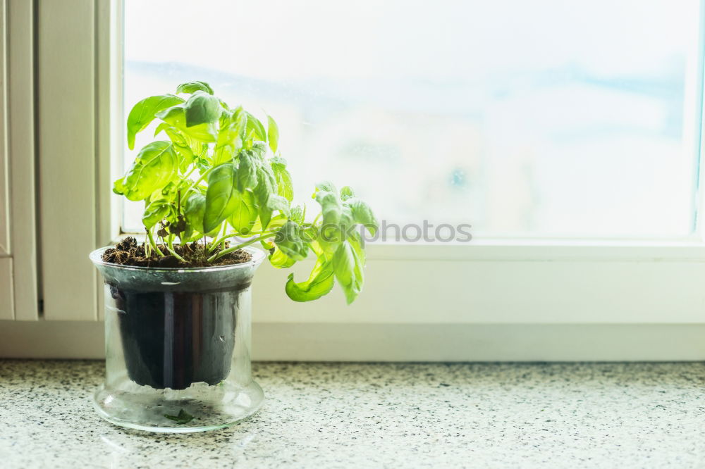 Similar – Table shrub Plant Sun