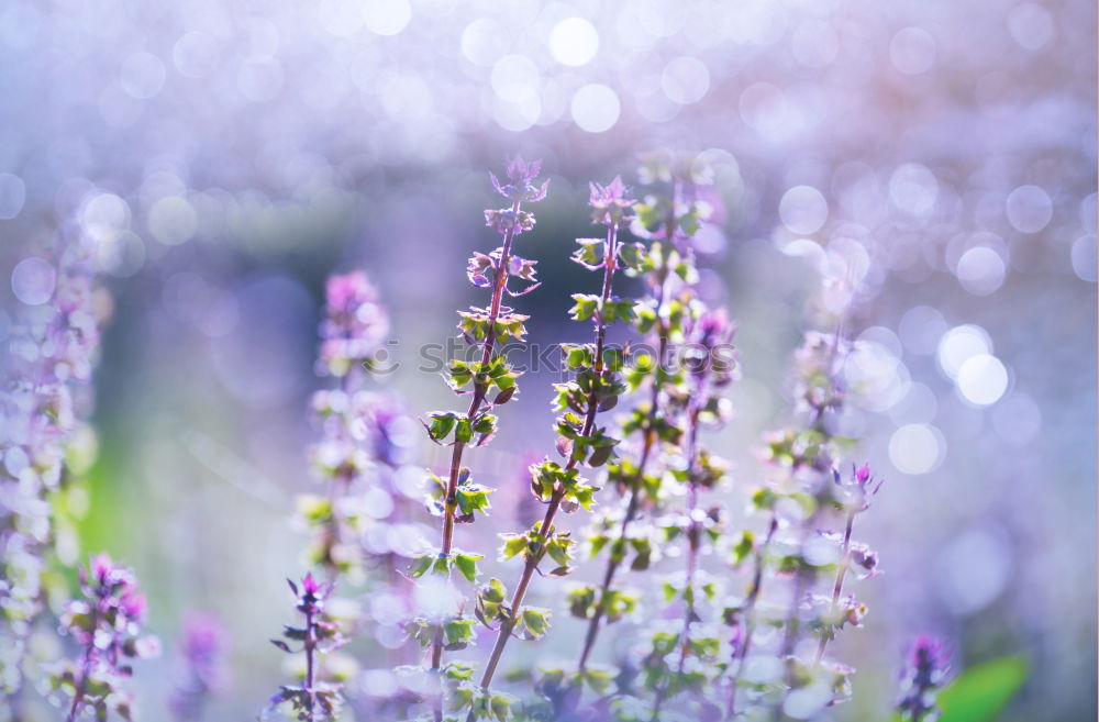 Image, Stock Photo PINk Nature Plant Flower