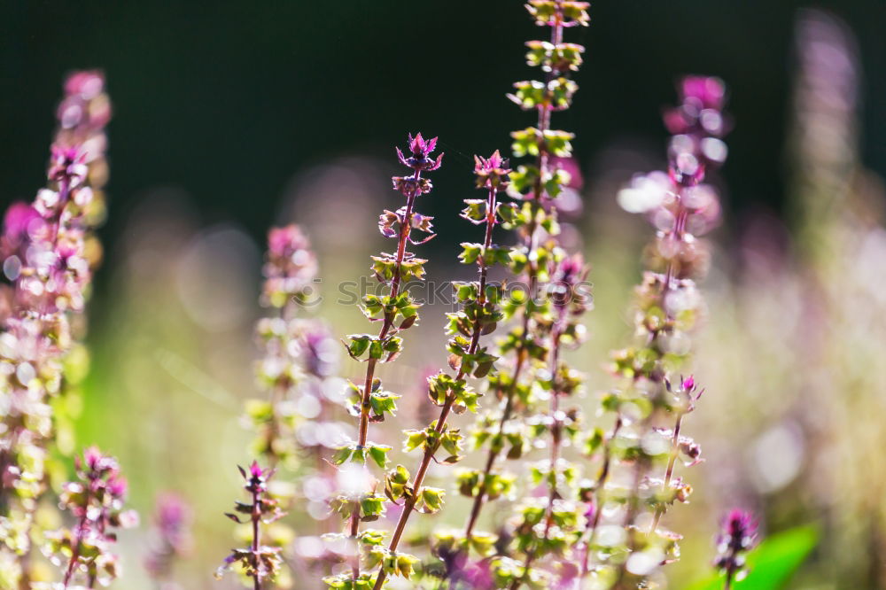 Similar – Image, Stock Photo Fulfilling Colour photo