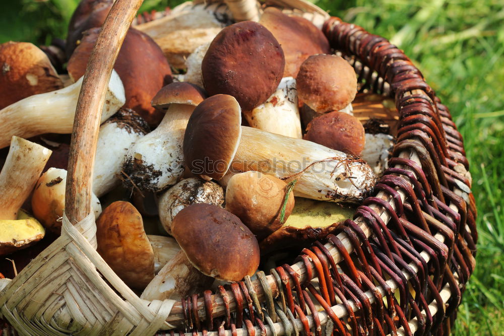 Similar – Image, Stock Photo Mushrooms in basket Food