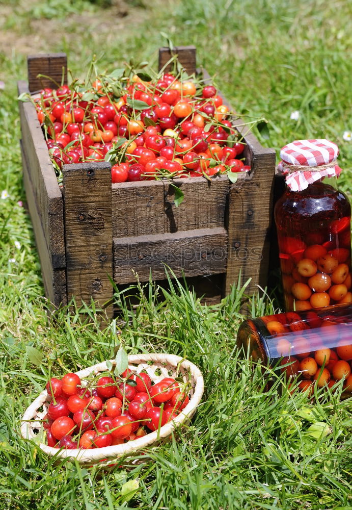 Similar – Picked tomatoes in crates