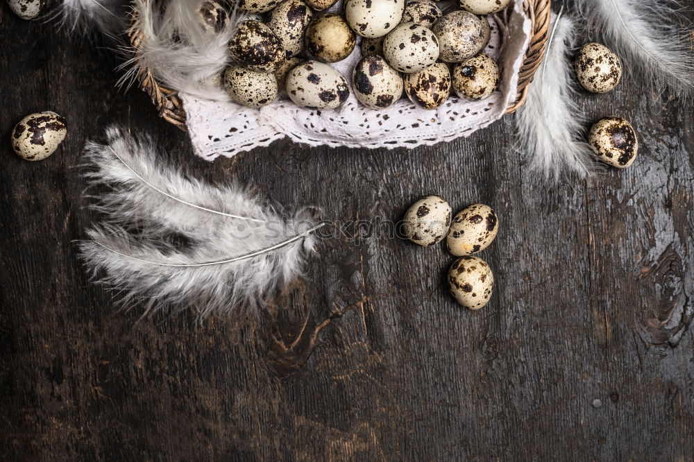 Similar – Image, Stock Photo Fresh quail eggs in an orange bucket