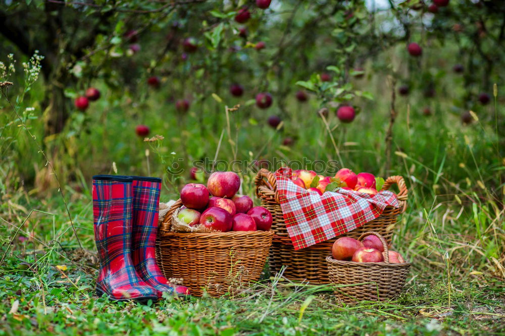 Similar – Image, Stock Photo Woman’s hand and red ripe organic apple on grass