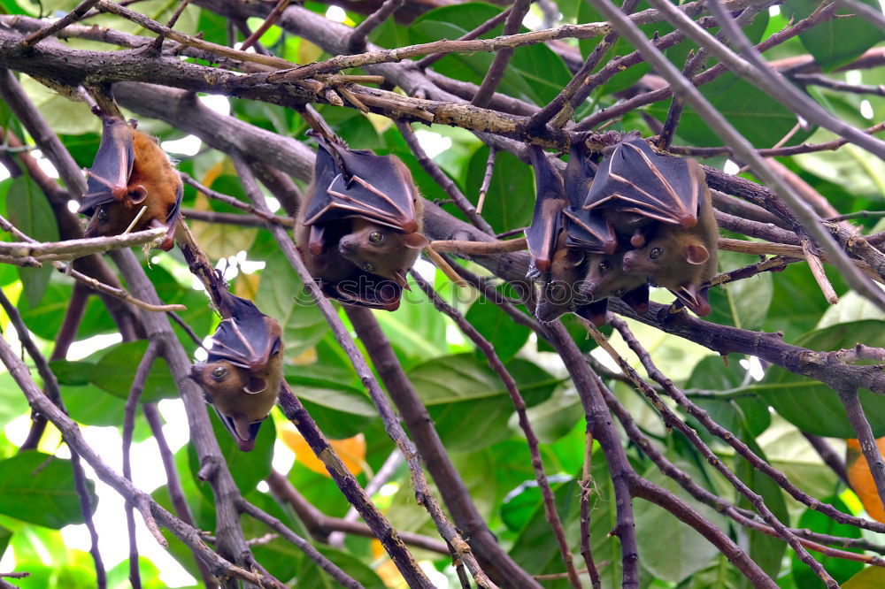 Image, Stock Photo Lazy bear in Punta Cahuita