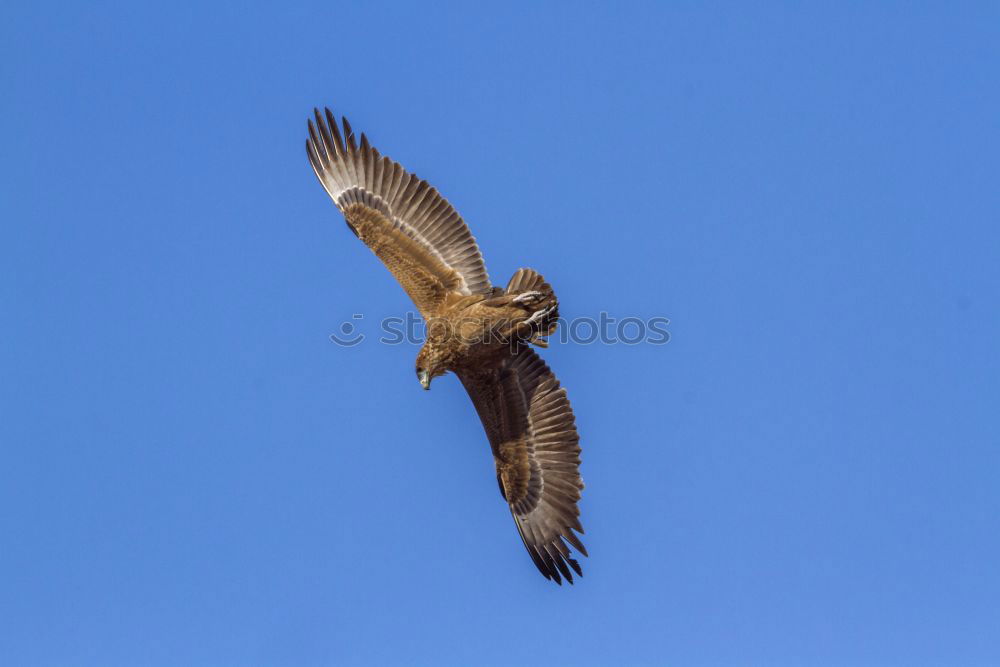 Similar – Foto Bild Mäusebussard, oder?