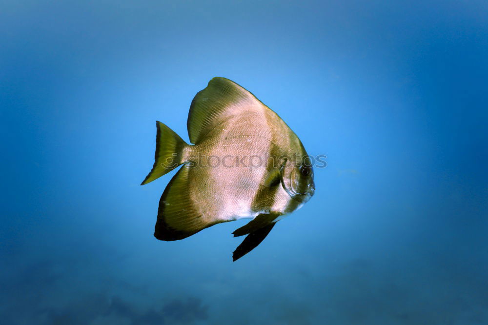 Similar – Foto Bild Fischi Zoomeffekt Aquarium