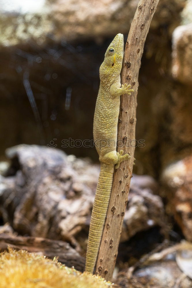 Similar – Image, Stock Photo 478 legs Nature Summer