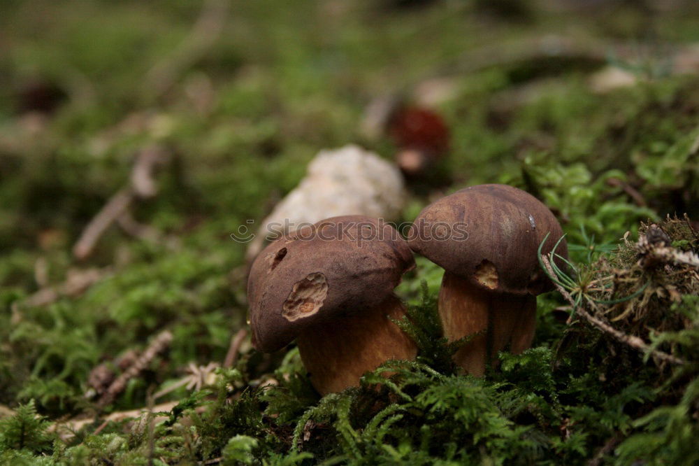 Similar – Image, Stock Photo mushrooms Nature Autumn