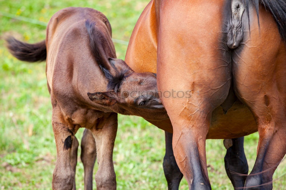 Similar – Kuhmutter blickt auf ihr Kalb