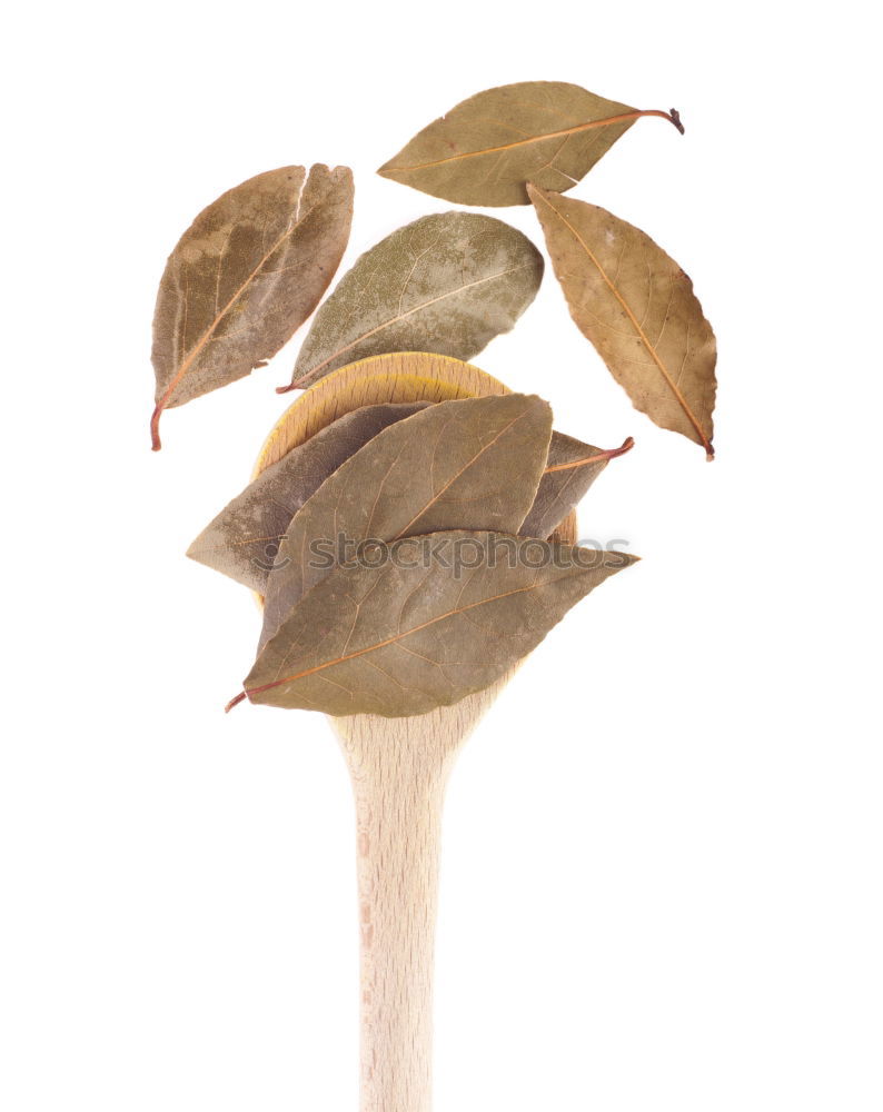 Similar – Image, Stock Photo herbarium Art Environment