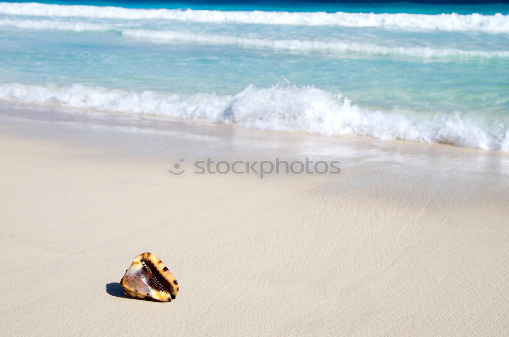 Similar – Man walking on the beach