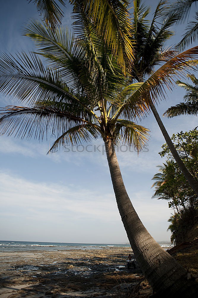 Similar – view from an hammock near ocean  beach