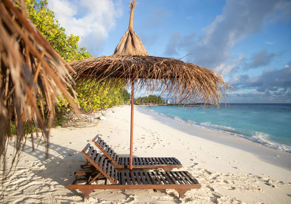 Similar – Maldives island luxury resort palm tree with hanging hammock