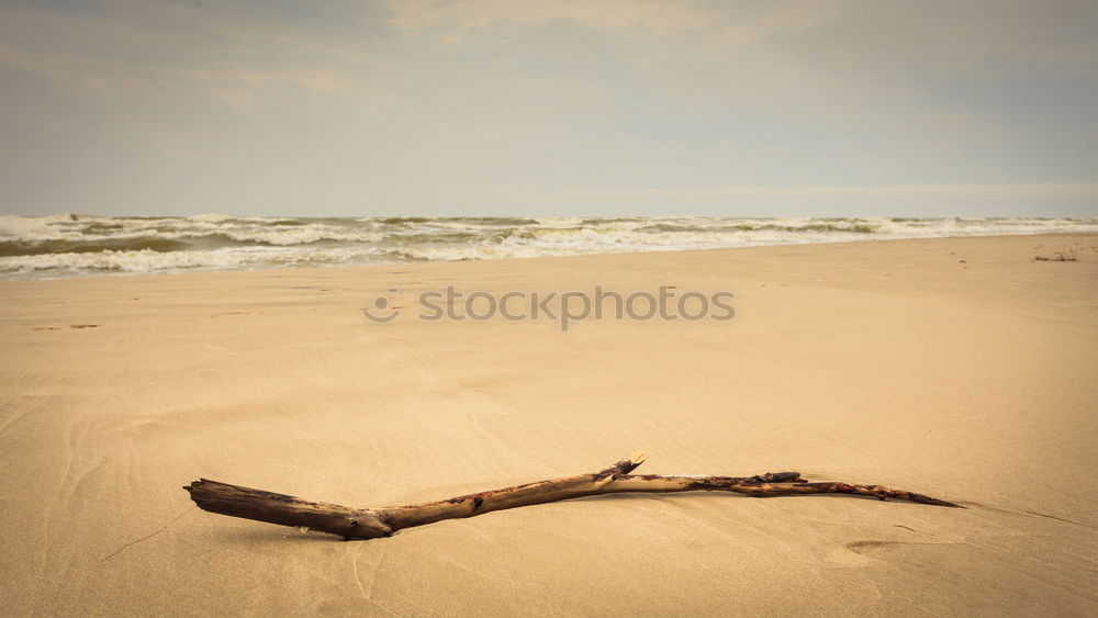 Similar – Image, Stock Photo Warnemünde Landscape Plant