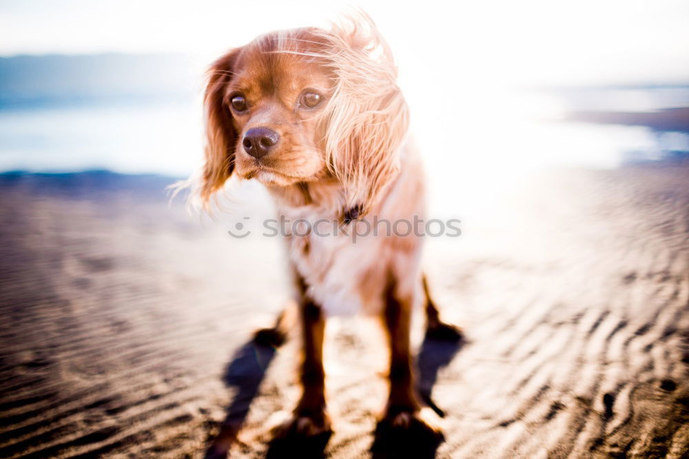 Image, Stock Photo have in mind Dog Observe