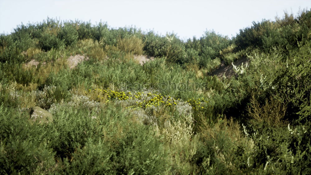 Similar – Image, Stock Photo Goat between green grass