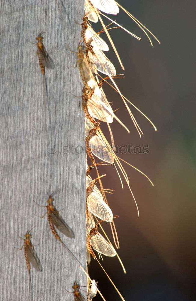 Similar – Image, Stock Photo the golden drop Social law