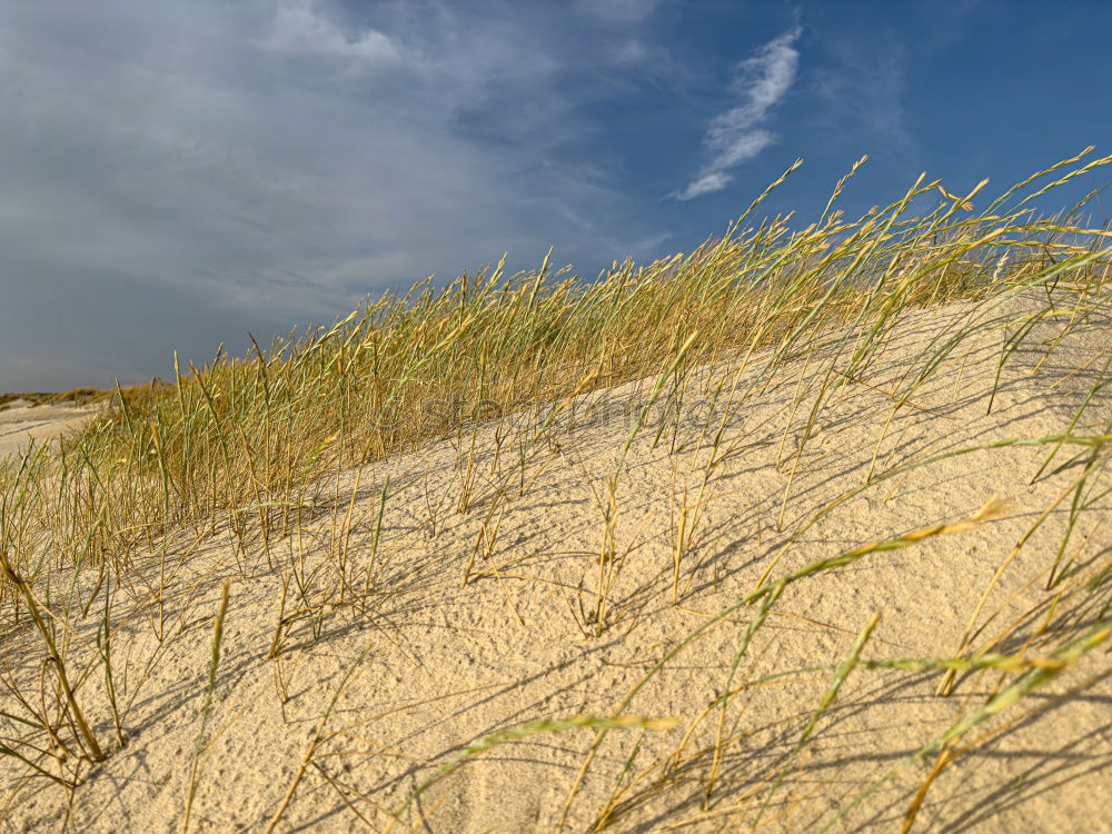 Similar – Strandläufer auf Amrum