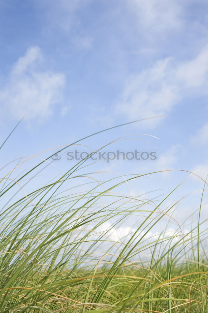 Similar – Image, Stock Photo Kirke. Environment Nature