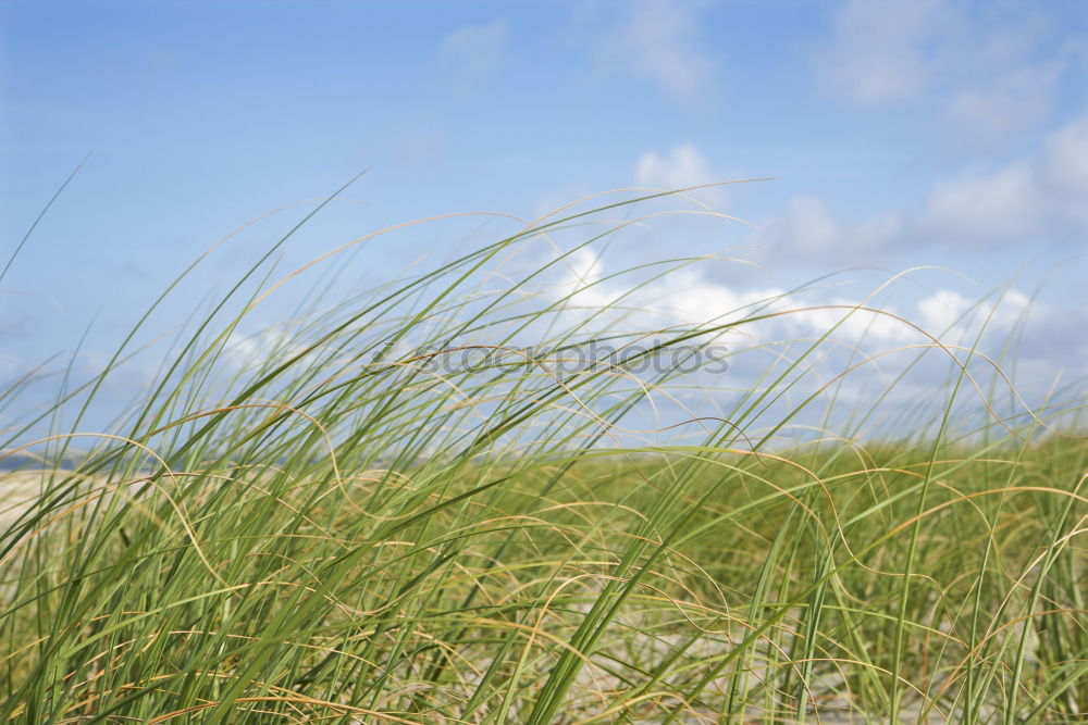 Similar – Image, Stock Photo Get land Sand Air Sky