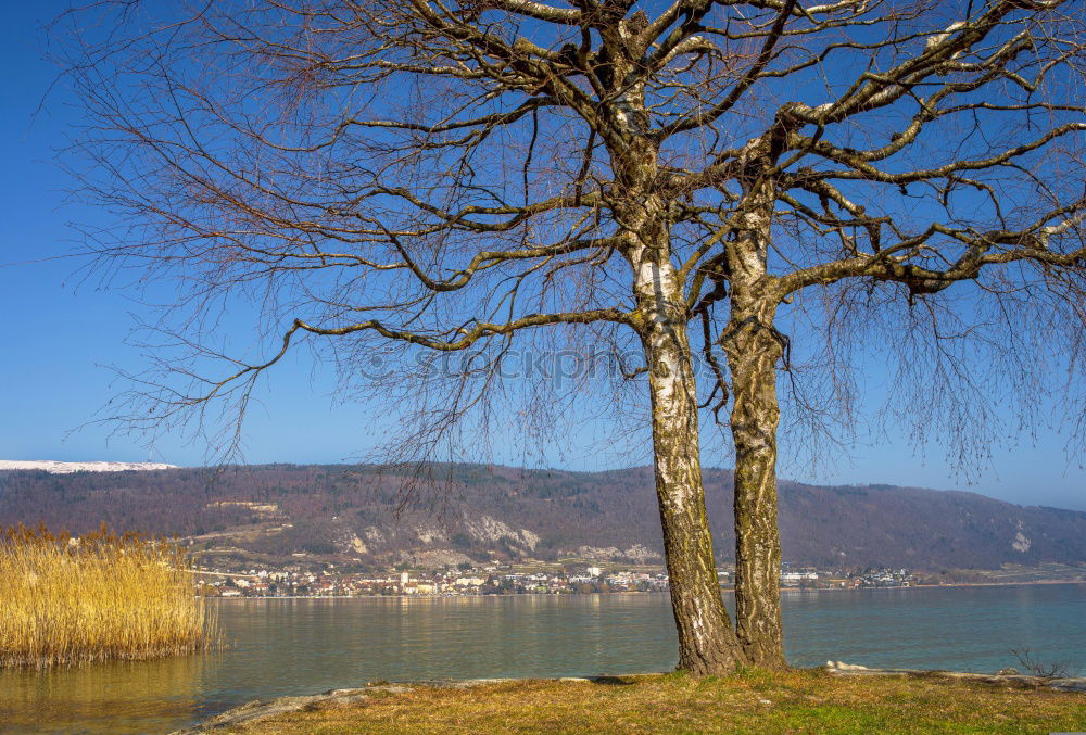 Similar – Mettnau Lake Common Reed