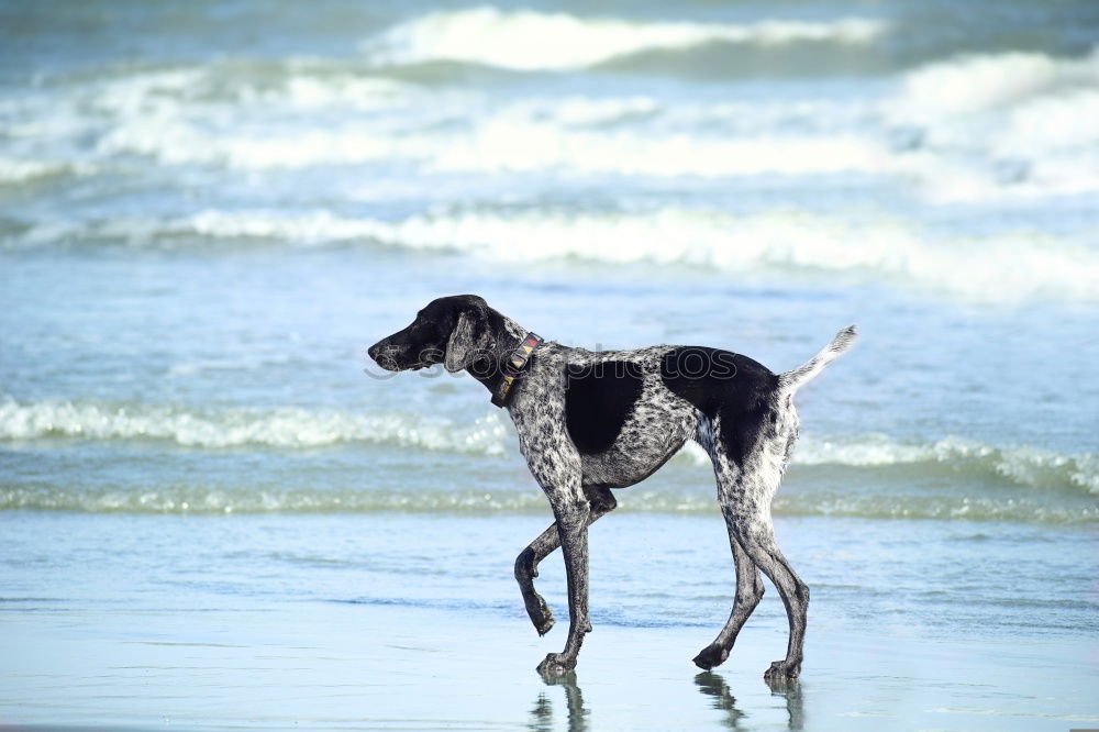 Similar – Image, Stock Photo KingOfTheBeach Dog Clouds