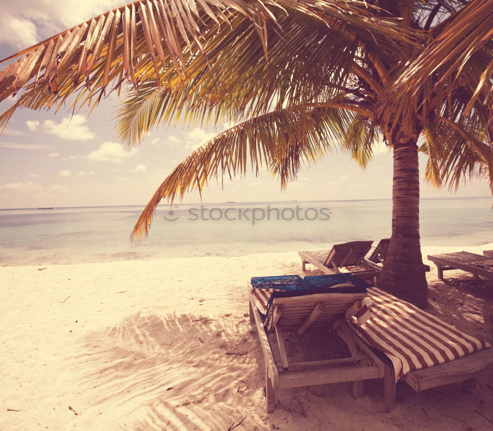 Similar – Image, Stock Photo Wooden umbrellas in a beach at sunset