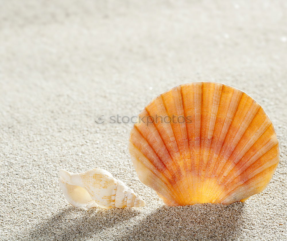 Similar – Amber at the Baltic Sea beach