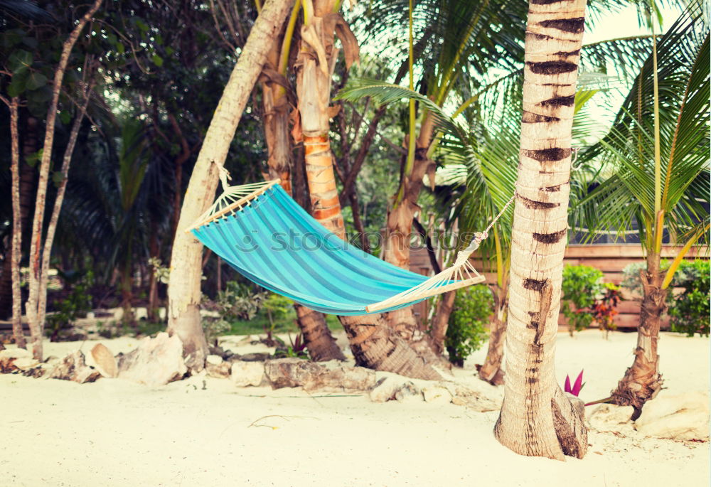 Image, Stock Photo Colourful hammock between palm trees