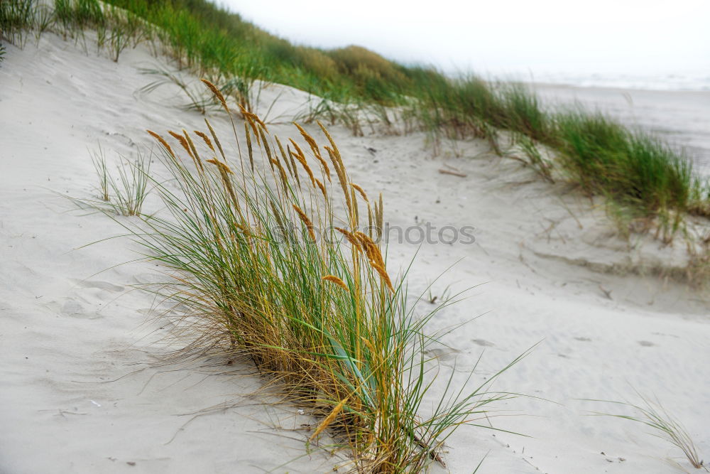 Similar – beach grass Environment