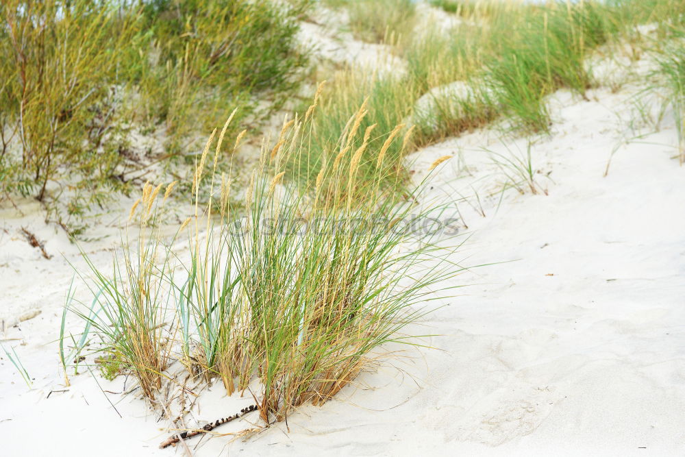 Similar – Foto Bild Hinter den Dünen, da Meer