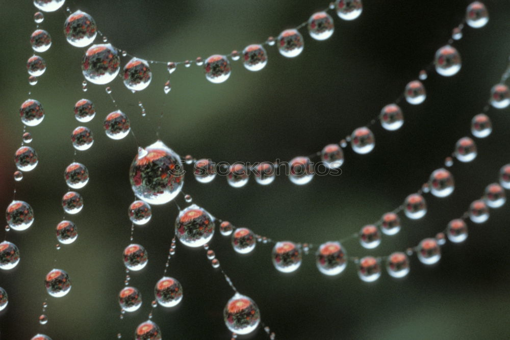 Similar – Frosty fruits Nature