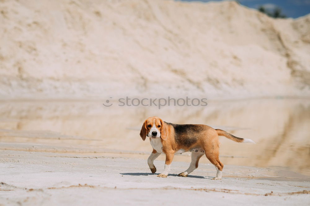 Similar – Image, Stock Photo axelboy Animal Pet Dog 1