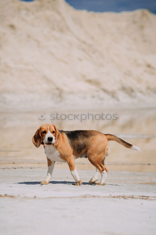 Image, Stock Photo Puppy at the beach of Kalpitiya, Sri Lanka