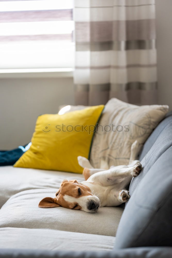 Similar – Image, Stock Photo Puppy sleeping on owner laps