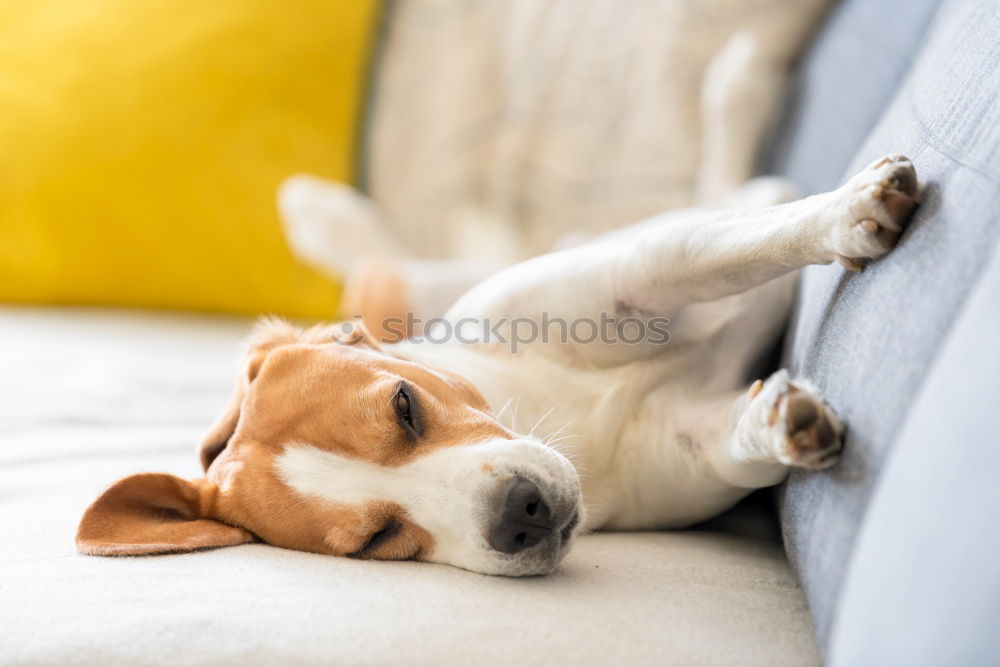 Similar – Image, Stock Photo cute dog sleeping on bed, white sheets.morning