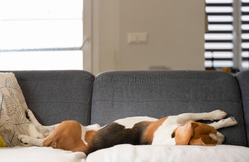 Similar – Image, Stock Photo Puppy sleeping on owner laps