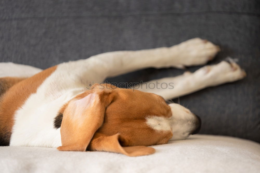 Similar – Image, Stock Photo schwesta siesta Animal Pet