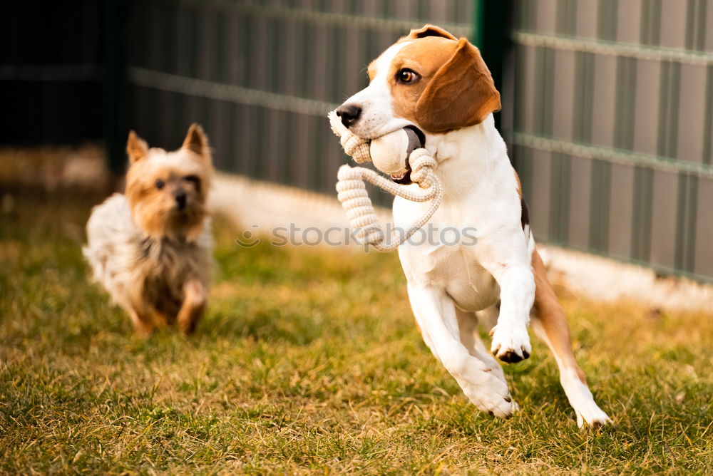 Similar – close up of two dogs playing on a hill. Boxer dogs.