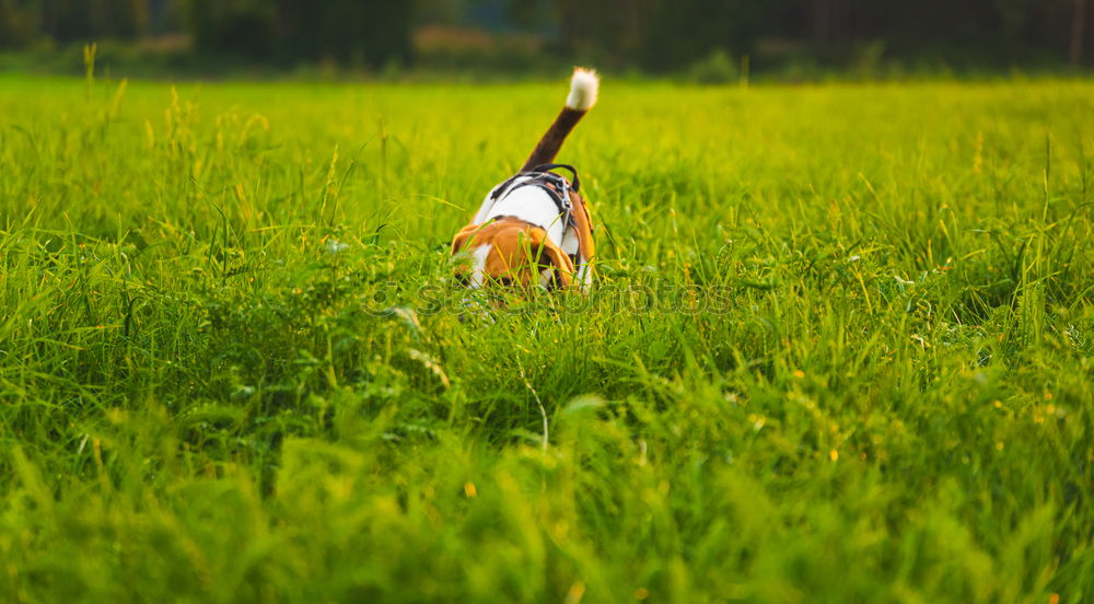 Similar – Image, Stock Photo weedkiller Paddy field