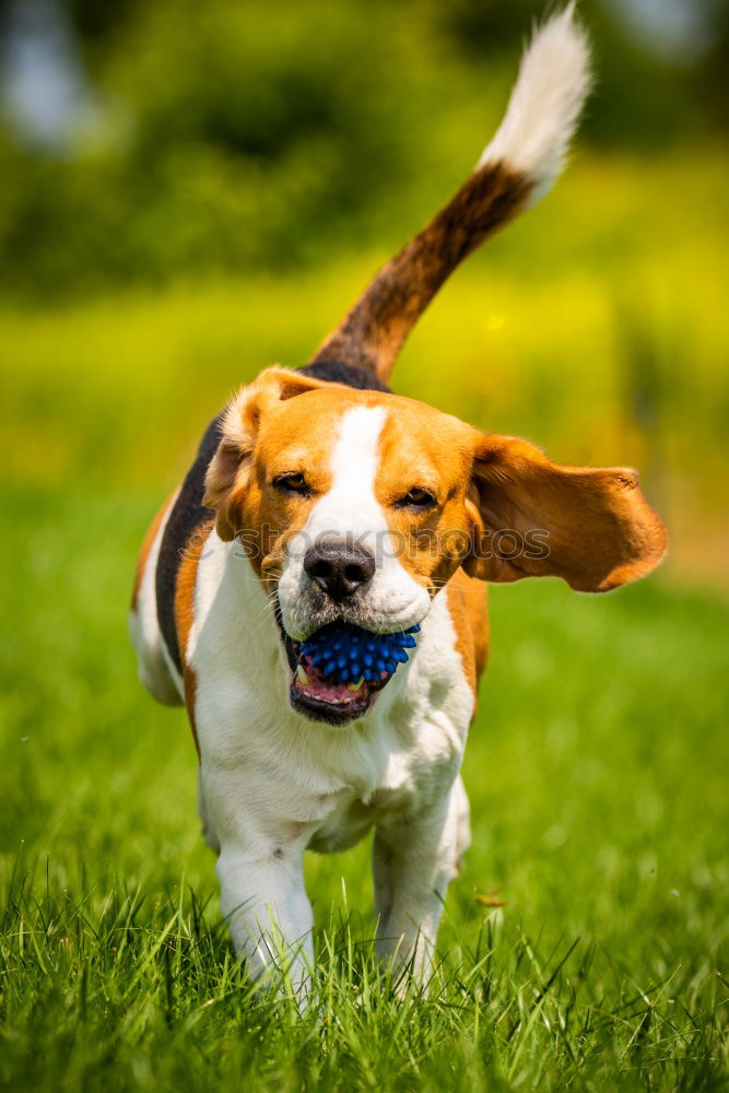 Similar – close up of two dogs playing on a hill. Boxer dogs.