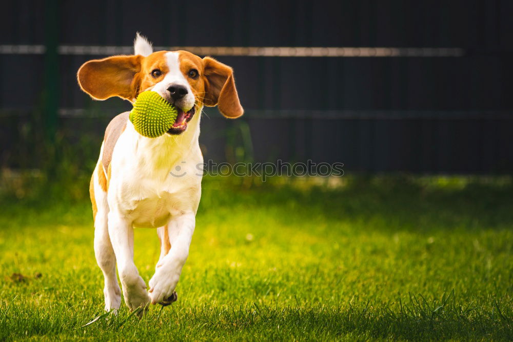 Similar – English Cocker spaniel dog