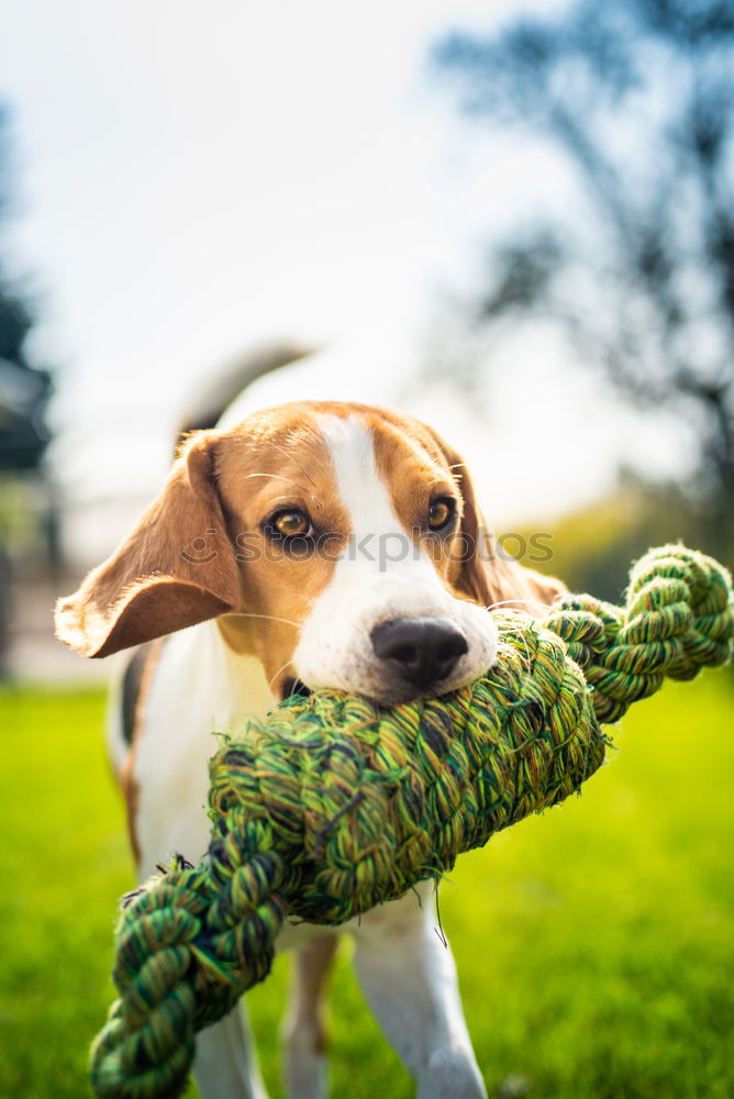 Similar – Image, Stock Photo woman giving watermelon to her dog in the garden