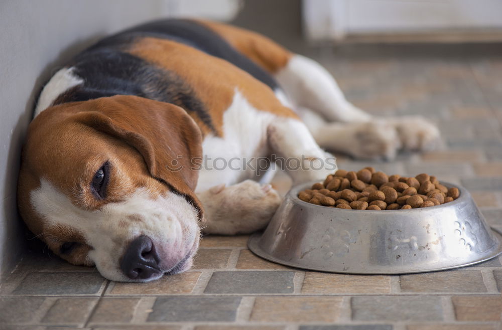 Similar – cute small jack russell dog at home waiting to eat his food in a bowl. Pets indoors