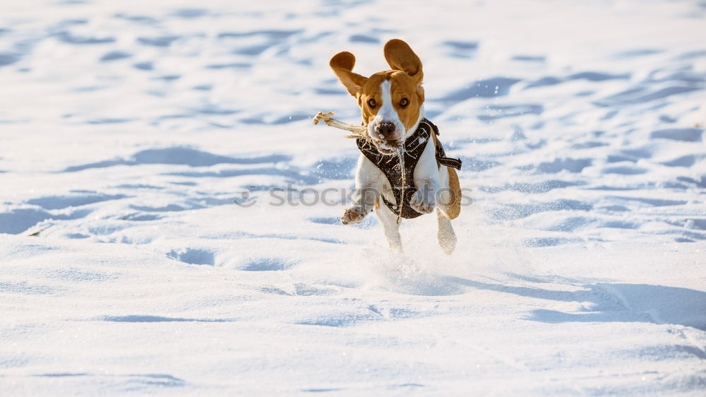 Similar – Image, Stock Photo snow mushroom Environment