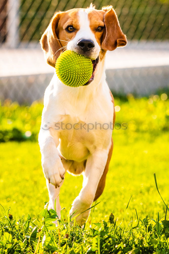 Similar – Image, Stock Photo Dog with ball Nature