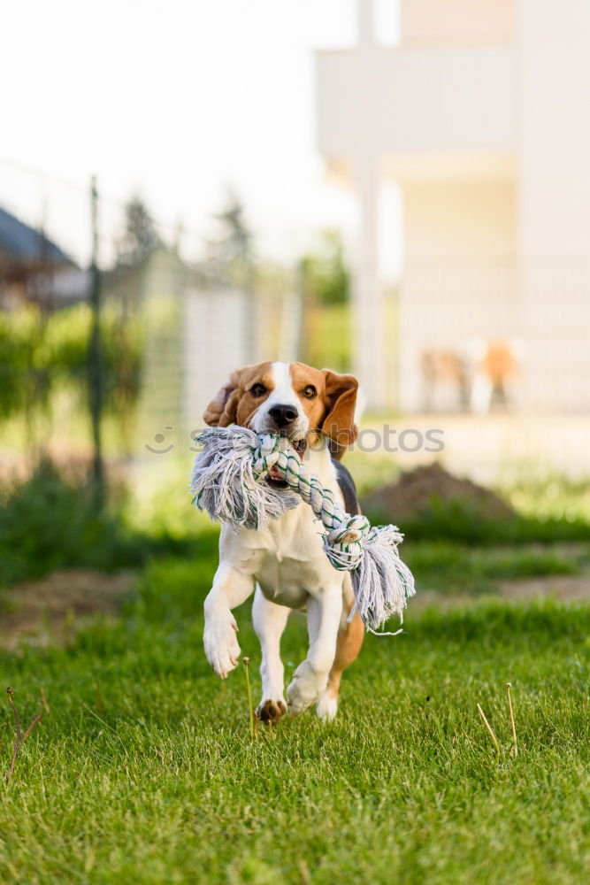 Similar – Image, Stock Photo Dog on leash Joy