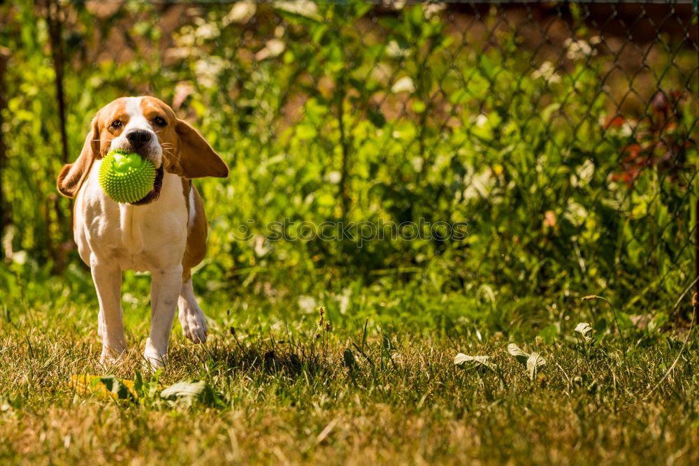 Similar – Image, Stock Photo Beagle on rails Athletic